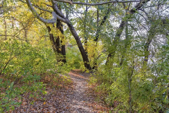Framed Print : Autumn forest path between maple and poplar trees in a sunny day