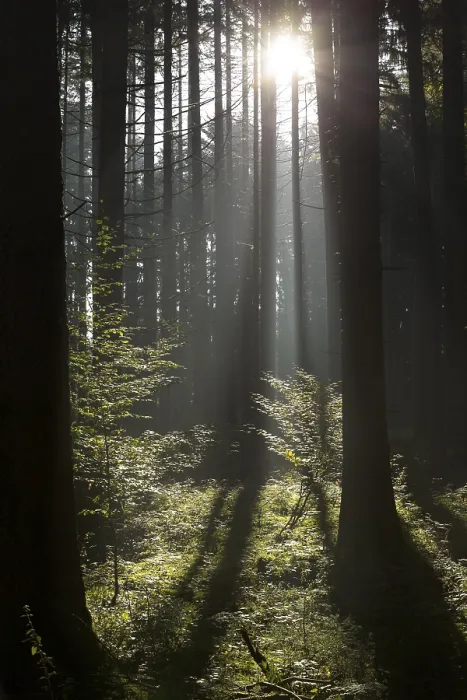 Framed Print : Autumn forest with rays of sunshine in Bavaria