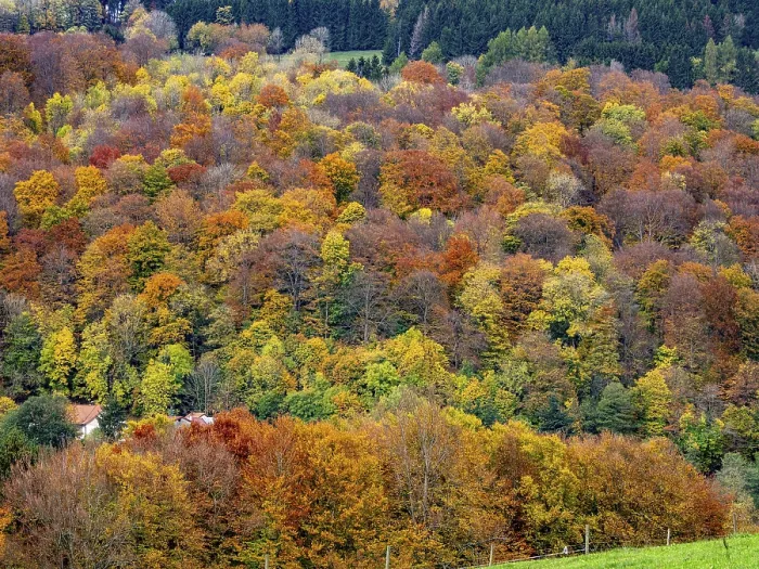 Framed Print : Autumn forest in the Rhoen, mixed forest
