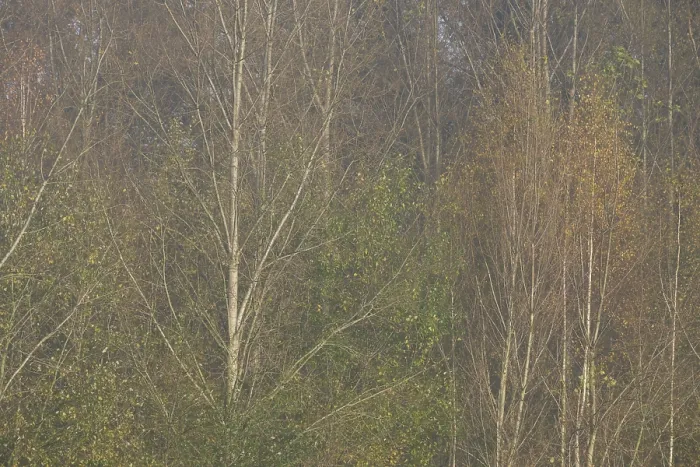 Framed Print : Autumn forest with sand birch (Betula pendula)