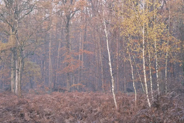 Framed Print : Autumn forest with sand birch (Betula pendula)