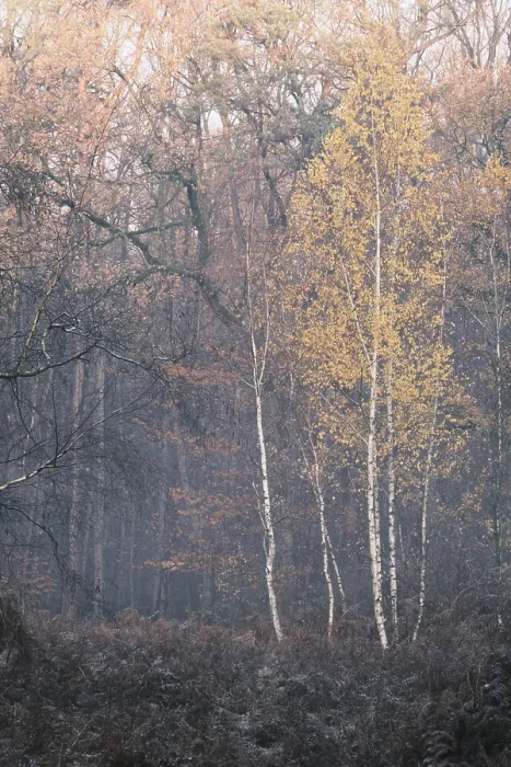 Framed Print : Autumn forest with sand birch (Betula pendula)