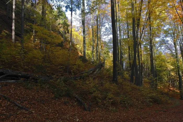 Framed Print : Autumn forest in Saxon Switzerland Framed Print : Autumn forest in Saxon Switzerland