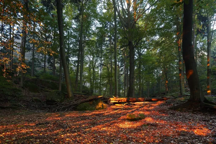 Framed Print : Autumn forest in Saxon Switzerland