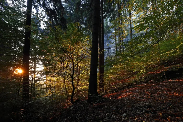 Framed Print : Autumn forest in Saxon Switzerland Framed Print : Autumn forest in Saxon Switzerland