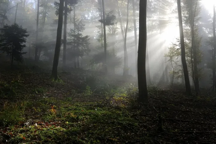 Framed Print : Autumn in a forest, sun beams cutting through mist