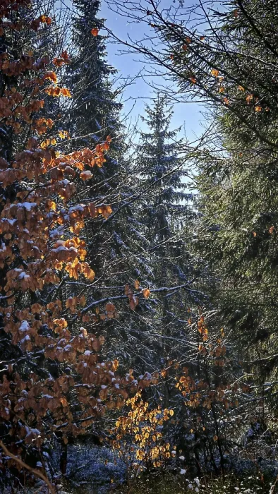 Framed Print : Autumn forest with sunlight illuminating orange and green leaves