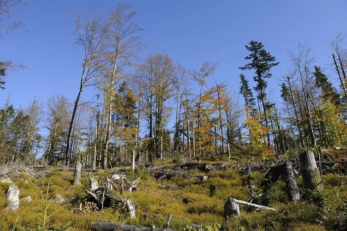 Framed Print : Autumn forest with tall trees and tree stumps under a clear blue sky