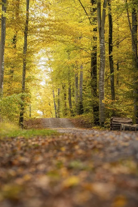 Framed Print : Autumn forest trail surrounded by colorful leaves and tall trees