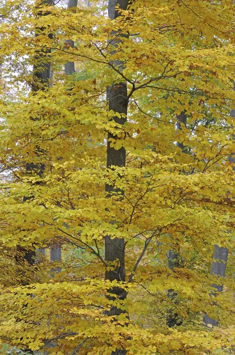 Framed Print : Autumn forest, tree, beech, beech forest