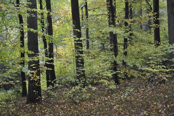 Framed Print : Autumn forest, tree, beech, beech forest