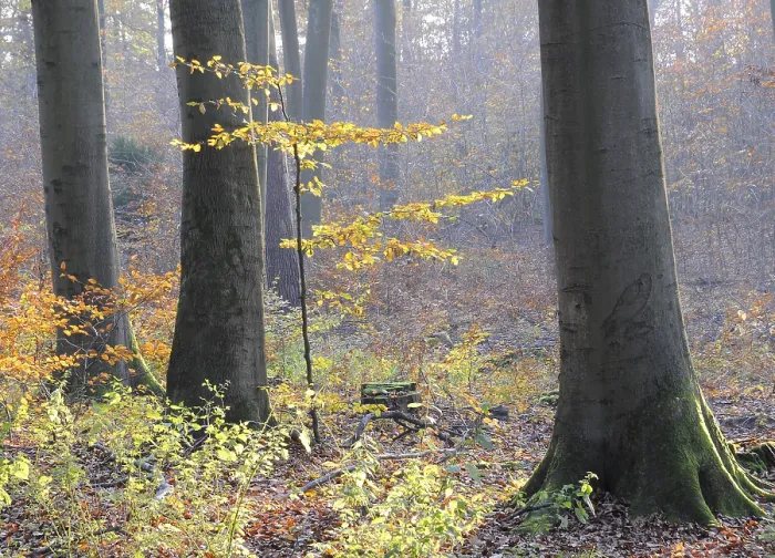 Framed Print : Autumn forest, tree, beech, beech forest