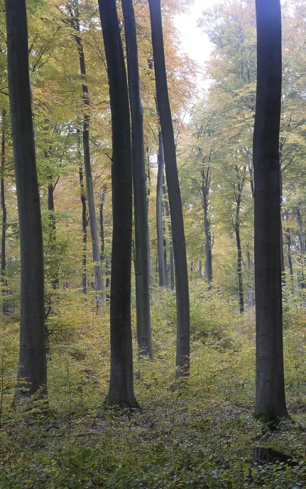Framed Print : Autumn forest, tree, beech, beech forest