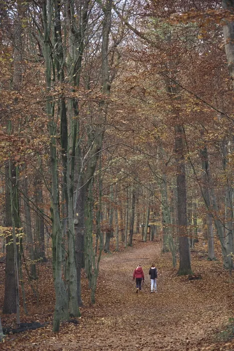 Framed Print : Autumn forest with walkers, Hulser Berg Nature Reserve