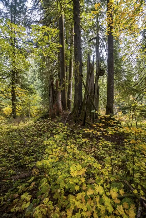 Framed Print : Autumn forest with western red cedar (Thuja gigantea)