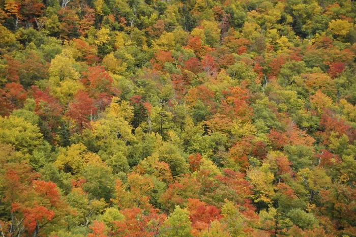 Framed Print : Autumn forest, White Mountains