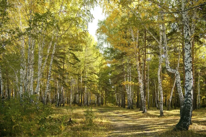 Framed Print : Autumn forest: yellow birch grove and the path