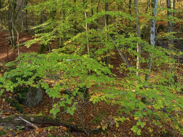 Framed Print : Autumn impression from the Honnetal in Sauerland