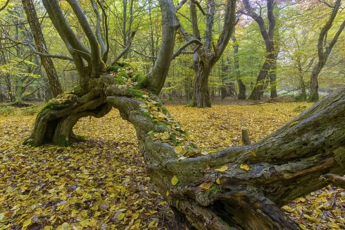 Framed Print : Autumn in the jungle Baumweg, forest