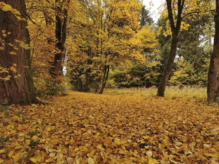 Framed Print : Autumn landscape with golden leaves covering the forest path