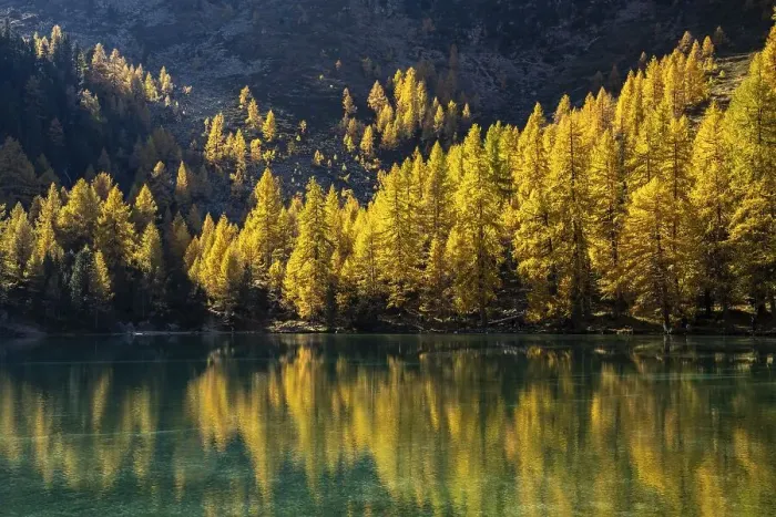 Framed Print : Autumn larch forest at Lake Palpuogna Framed Print : Autumn larch forest at Lake Palpuogna