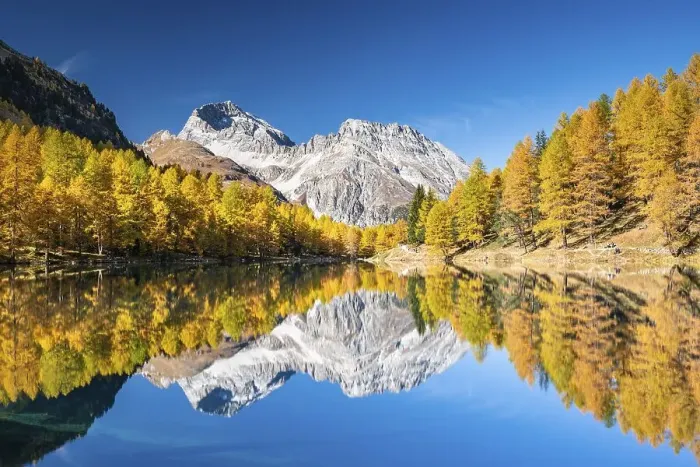 Framed Print : Autumn larch forest at Lake Palpuogna in front of a mountain panorama Framed Print : Autumn larch forest at Lake Palpuogna in front of a mountain panorama