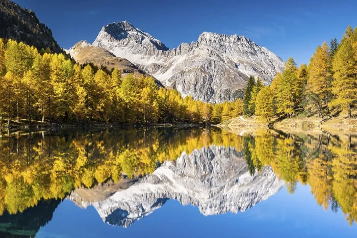 Framed Print : Autumn larch forest at Lake Palpuogna in front of a mountain panorama