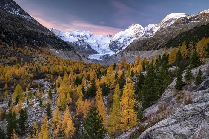 Framed Print : Autumn larch forest in front of Morteratsch glacier
