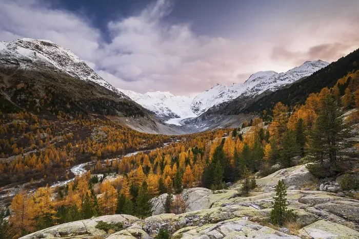 Framed Print : Autumn larch forest in front of Morteratsch glacier Framed Print : Autumn larch forest in front of Morteratsch glacier