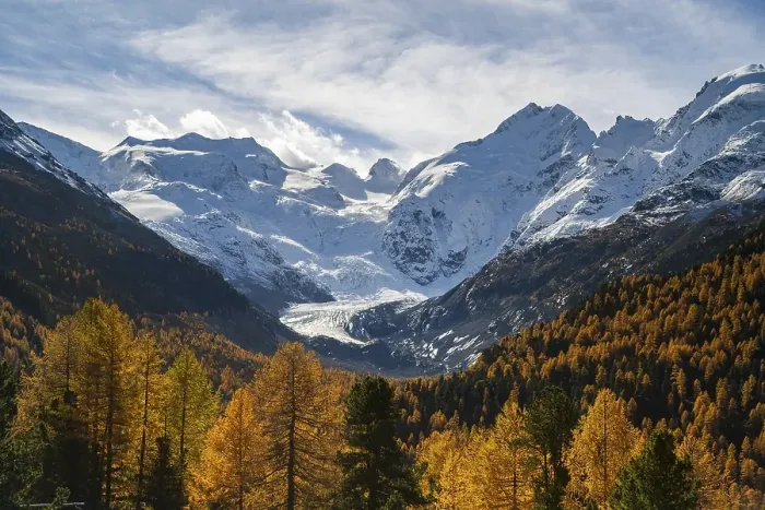 Framed Print : Autumn larch forest in front of Morteratsch glacier Framed Print : Autumn larch forest in front of Morteratsch glacier