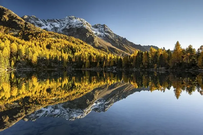 Framed Print : Autumn larch forest reflected in the mountain lake Lago di Saoseo Framed Print : Autumn larch forest reflected in the mountain lake Lago di Saoseo