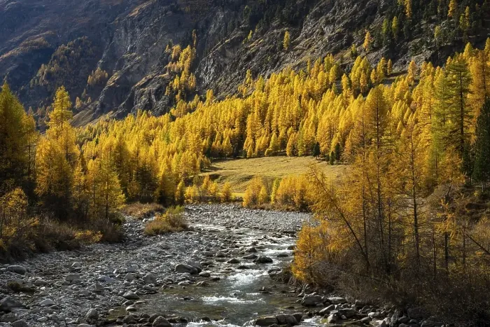 Framed Print : Autumn larch forest with stream Framed Print : Autumn larch forest with stream
