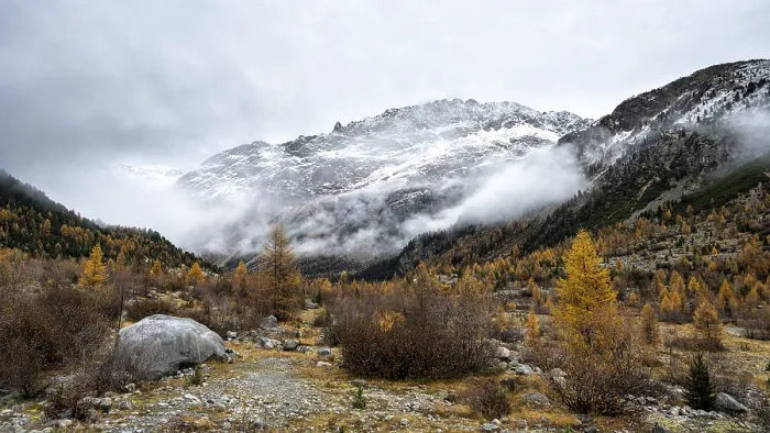 Framed Print : Autumn larch forest in Val Morteratsch Framed Print : Autumn larch forest in Val Morteratsch