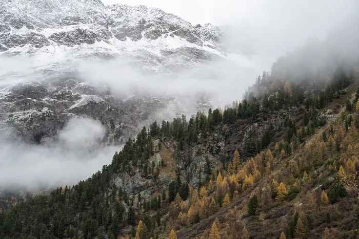 Framed Print : Autumn larch forest in Val Morteratsch