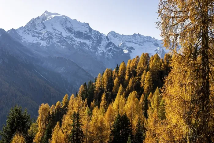Framed Print : Autumn larch (Larix) forest in mountain landscape Framed Print : Autumn larch (Larix) forest in mountain landscape