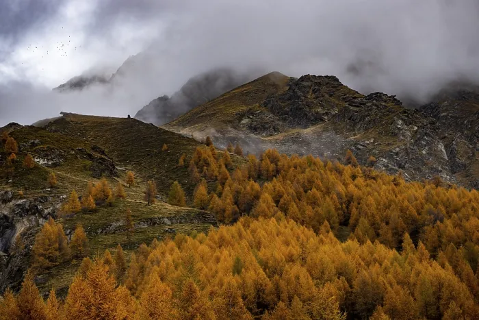 Framed Print : Autumn larch (Larix) forest in mountain landscape