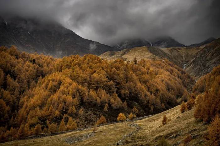 Framed Print : Autumn larch (Larix) forest in mountain landscape
