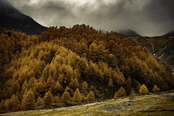 Framed Print : Autumn larch (Larix) forest in mountain landscape Framed Print : Autumn larch (Larix) forest in mountain landscape