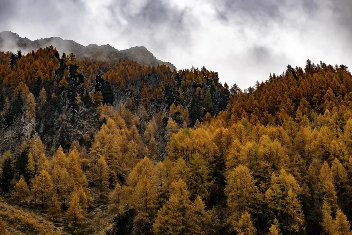 Framed Print : Autumn larch (Larix) forest in mountain landscape