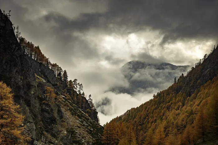 Framed Print : Autumn larch (Larix) forest in mountain landscape Framed Print : Autumn larch (Larix) forest in mountain landscape