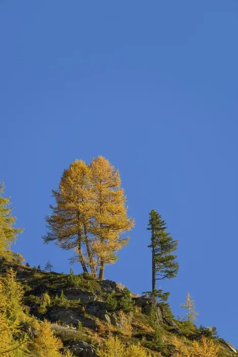 Framed Print : Autumn larch (Larix) forest, with mountains in the background