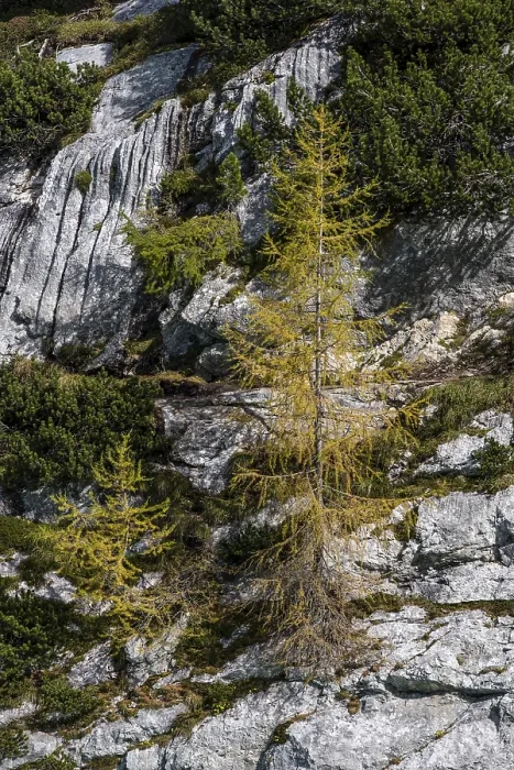 Framed Print : Autumn larches, discolouration Framed Print : Autumn larches, discolouration