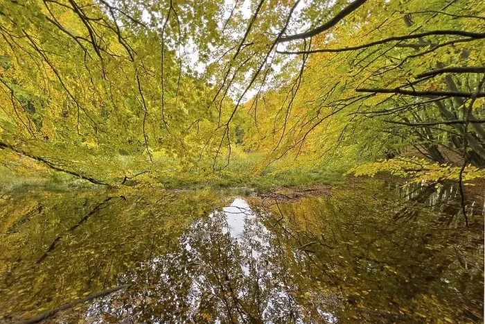Framed Print : Autumn leaves, autumn atmosphere