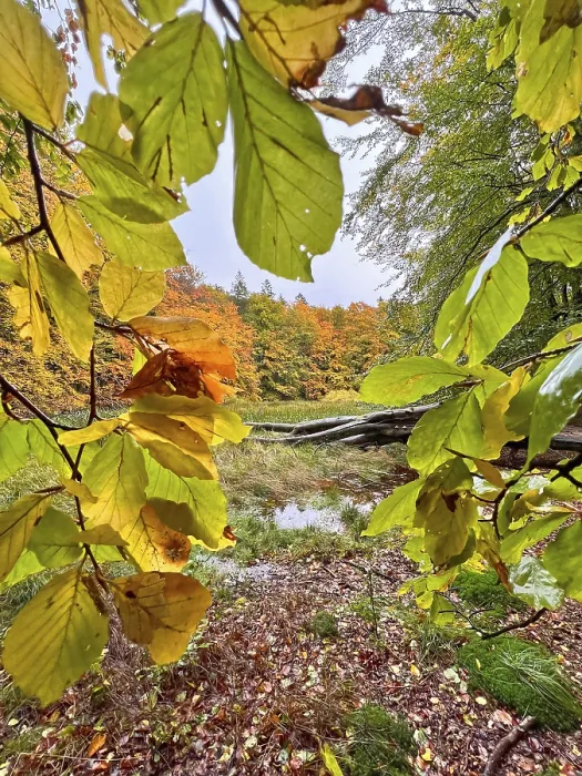 Framed Print : Autumn leaves, autumn atmosphere Framed Print : Autumn leaves, autumn atmosphere