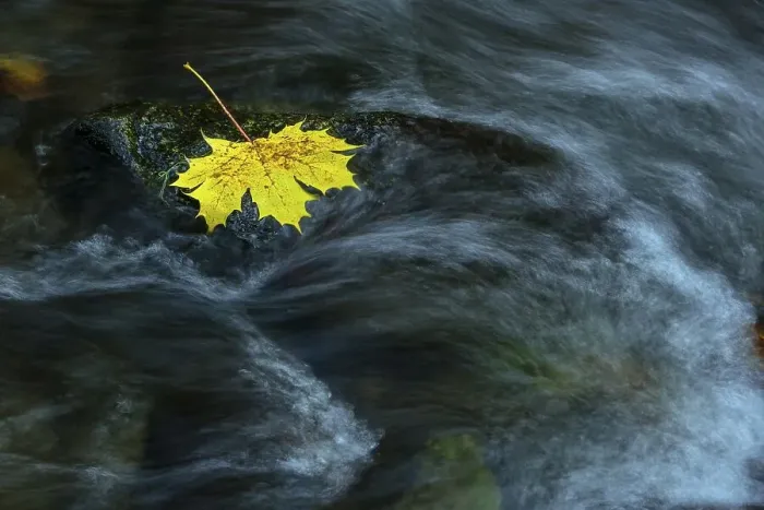 Framed Print : Autumn leaves in the flowing water of the Bode in the Harz Mountains Framed Print : Autumn leaves in the flowing water of the Bode in the Harz Mountains
