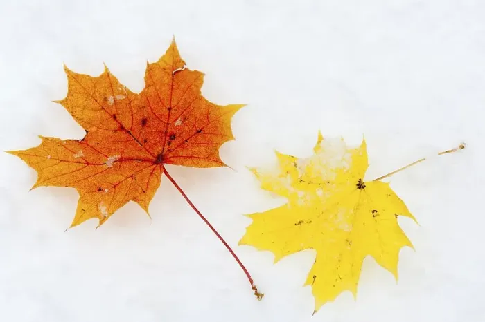 Framed Print : Autumn leaves, Norway Maple leaves (Acer platanoides) in the snow