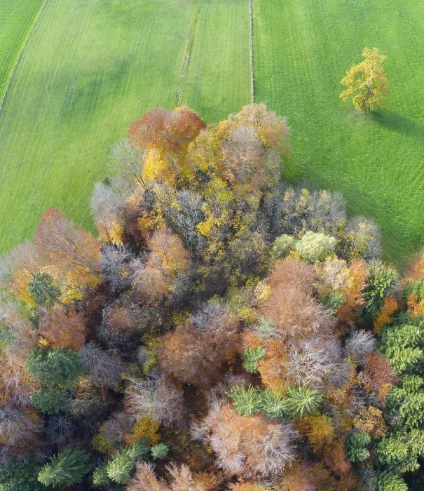 Framed Print : Autumn mixed forest and meadow