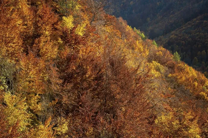 Framed Print : Autumn mixed forest, Swabian Alb