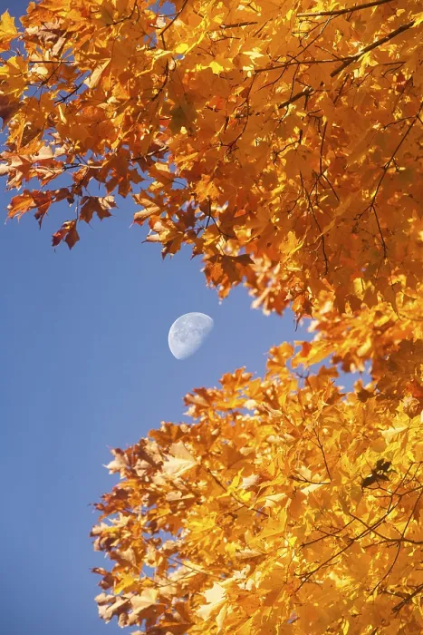 Framed Print : Autumn moon with sugar maple in Grand Iale