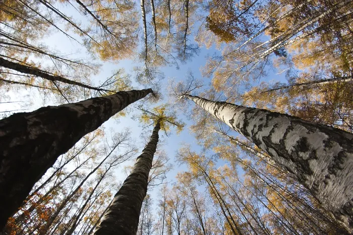Framed Print : Autumn sky in birch forest with wide angle lens
